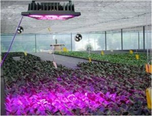 56_IP65 LED Grow Light